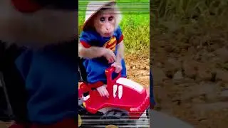 #short #monkeys #monkeybabyshark #monkeycoco #monkeybaby #monkeybonbon #monkeykiki