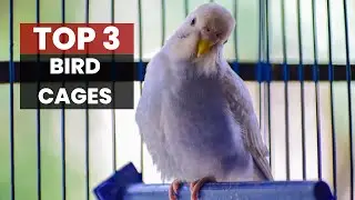 Best Bird Cages for Your Feathered Friends: Create a Safe and Happy Home!