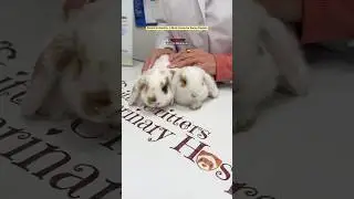 Rabbit Rhinitis