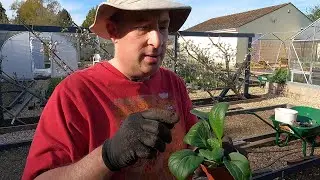 Brassicas - potting on and planting out