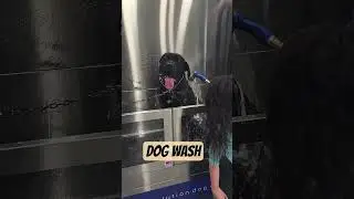 Samson at the dog wash