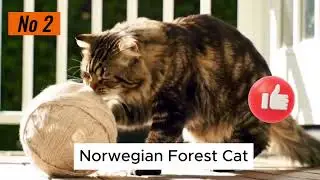 Cat Breeds for First-Time Owners (Giant Rare Cats) - Part 4