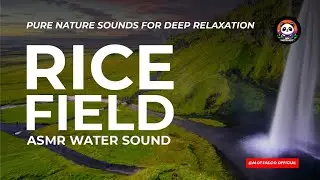 &ldquo;You&rsquo;ll Instantly Relax&hellip; Rice Field Water ASMR | 100% Natural Sounds&rdquo;