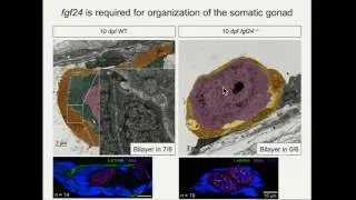 D Leerberg: Fibroblast growth factor 24is required for early somatic gonad development in zebrafish.