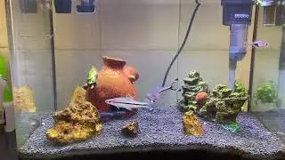 Fish tank| Aquarium | Denison barb | Miss Kerala | RedTail Shark | Rainbow Shark | Harlequin rasbora