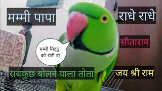 Parrot talking mummy papa💖 parrot talking radhe radhe🌷 राधे राधे बोलने वाला मिट्ठू🥰 Jai Shree Ram