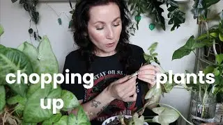 I'm SICK of These Syngoniums! Chopping up 3 Plants ✂️