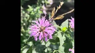 East Road Garden - Eastern Swallowtail 