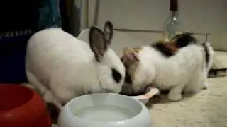 Biba e Fuffi mangiano assieme