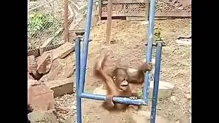 Poor little monkey 🐒