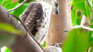 Hawk(Shikra)Destroyed Sparrow 🐦 Population In Neighborhood.