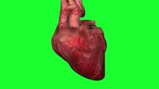 BEST Heart Beat SOUND on green screen
