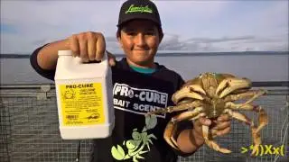 How to crab in the winter with Procure Bait Scents in the Puget Sound
