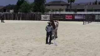 Do you complain about the things you taught your horse to do?
