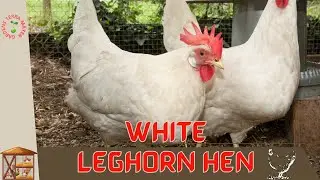 WHITE LEGHORN HEN Information and Raising!
