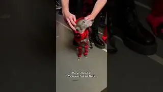 First Dog to Walk Vancouver Fashion Week!