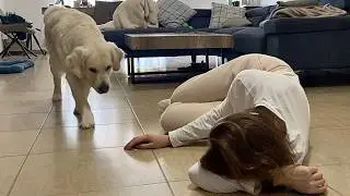 Dog's reaction to fake death and poisoned food