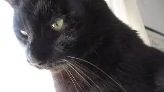 Boo Year 2 # 52 - Finicky Eaters, Cat Food Haul, Cats Try CBD Oil Again