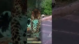#cats are #awesome #tigers are #cool #animals #foryou #fy #animal #kitty #catlover #viralvideo #cat