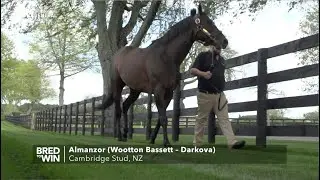 BRED TO WIN CAMBRIDGE STUD FEATURE APRIL 2020