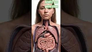Realistic Human Anatomy Visualization human body Acid formation     | 3D Organs| #science  #shorts