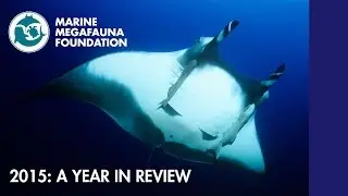 Marine Megafauna Foundation 2015: A Year in Review