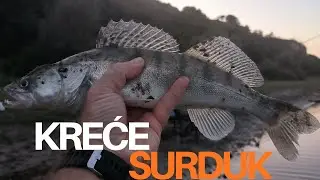Popodnevni feeder u Surduku