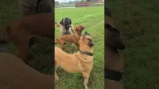 #trend #shorts #viral #mastiff #rahulpets #dogkennel #dogvlog #viral #pets