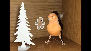 CANARIO ADIESTRADO EZRA VLOGMAS. TRAINED CANARY 127 / letig99 NAVIDADES 2024 Y A&Ntilde;O NUEVO 2025.