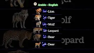 Learn Arabic English animals words #arabic #learnarabicandenglish #shorts #viralvideo #viralshorts