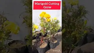 Genda ka flower cutting se grow kaise kare #gardeningguruji #gardening #cutting