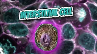 Interstitial cell (Everything Human Cells) 💬👁️🕺🔎✅