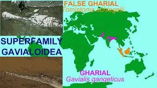 crocodilian family gavialidae & endangered gharial