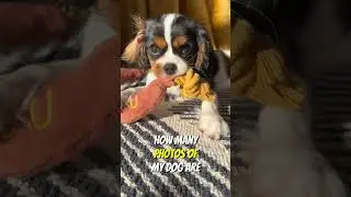 Every dog parent&rsquo;s photo album. #doglover #puppy #dog #funny #memesdaily #viral