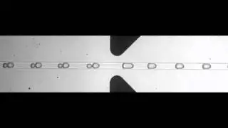 ARAbate, droplet merger