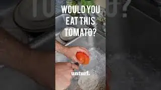 Eat the ugly ones. Prepare A Garden Tomato for Consumption, My Best Way. #Shorts