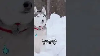 Essential Training Techniques for Huskies! #dogtraining #petcenter #dogtalk #pets #petcareprovider