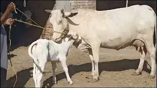Result of Gulabi Nukra bull MashaAllah