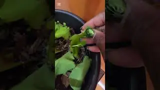 Indoor plant use for optimal health
