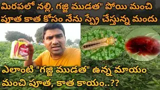 మిరపలో నల్లి#తామర పురుగులు# పోయి మంచి కాపు రావాలి అంటే ఎలా @MB-uk4gl