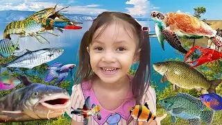 Menangkap Ikan Dori Di Kolam, Ikan Paus, Penyu, Koi Besar Comet, Koki, Kura kura, Kepiting, Nila