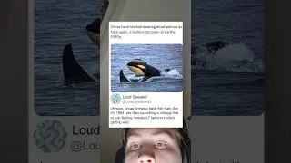 Orcas Revive 1980s Fish Hat Trend With Dead Salmon