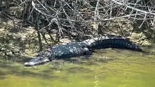 Alligator Encounter on Florida Bike Path
