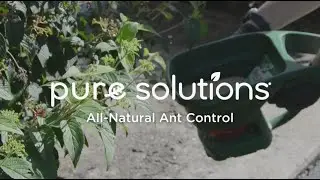 Introducing All-Natural Ant Control With Pure Solutions!