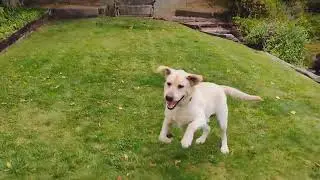 GGLRR Simba playing fetch in yard