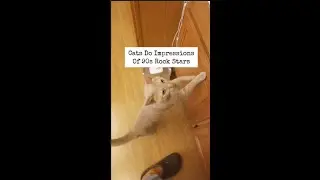 Cats Do Impressions of 90's Rock Stars