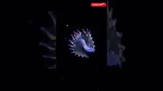 Rare footage of a Rainbow Tripod Fish Larva that seems extraterrestrial #viral #shorts #trending