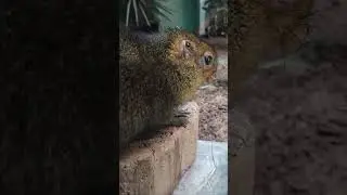 The punch