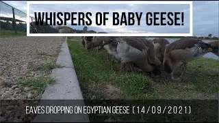 Whispers of Geese Babies