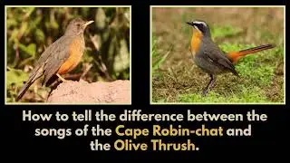 How to tell the difference between the CAPE ROBIN-CHAT song and the OLIVE THRUSH song